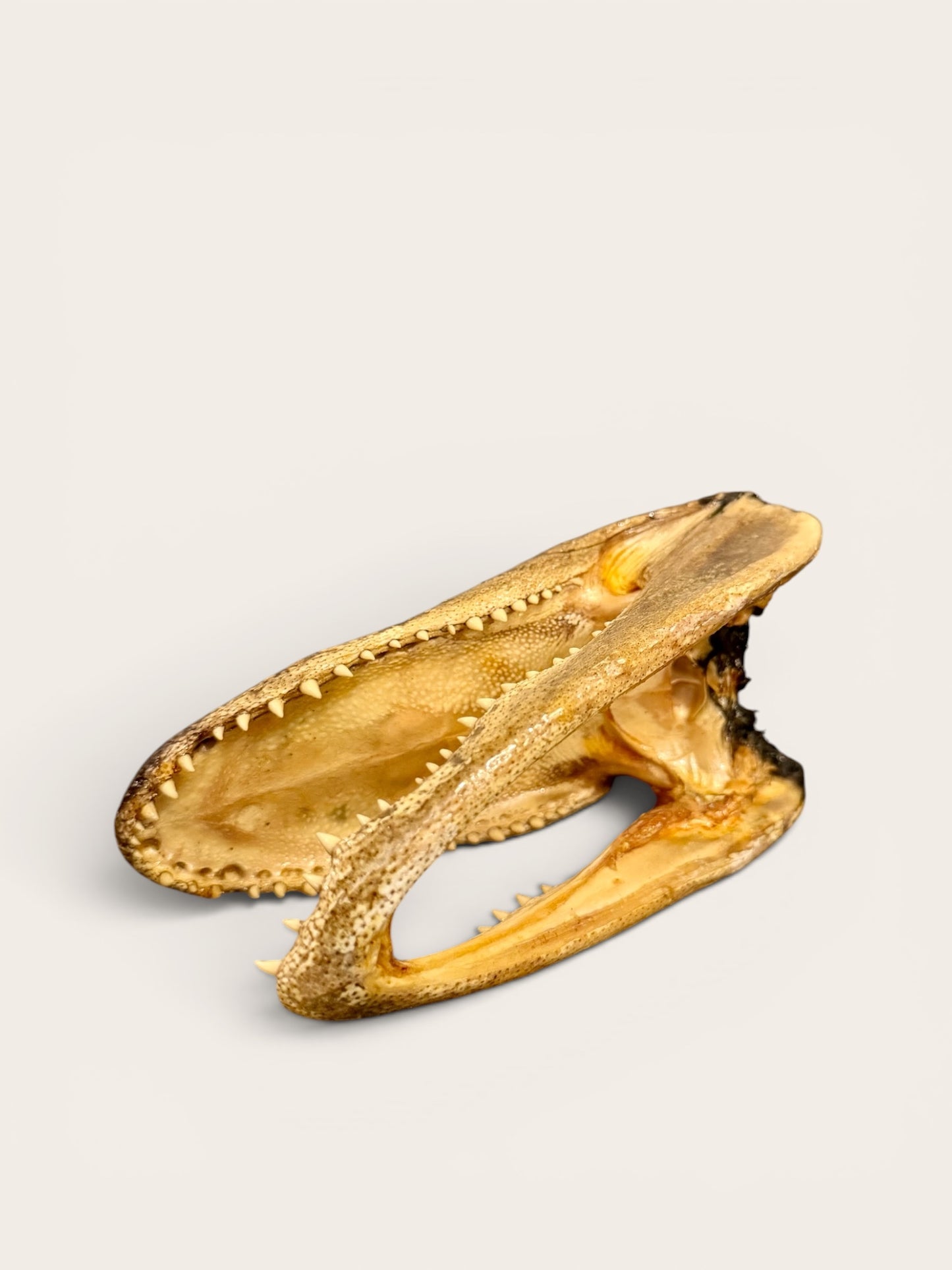 Vintage Juvenile Alligator Head