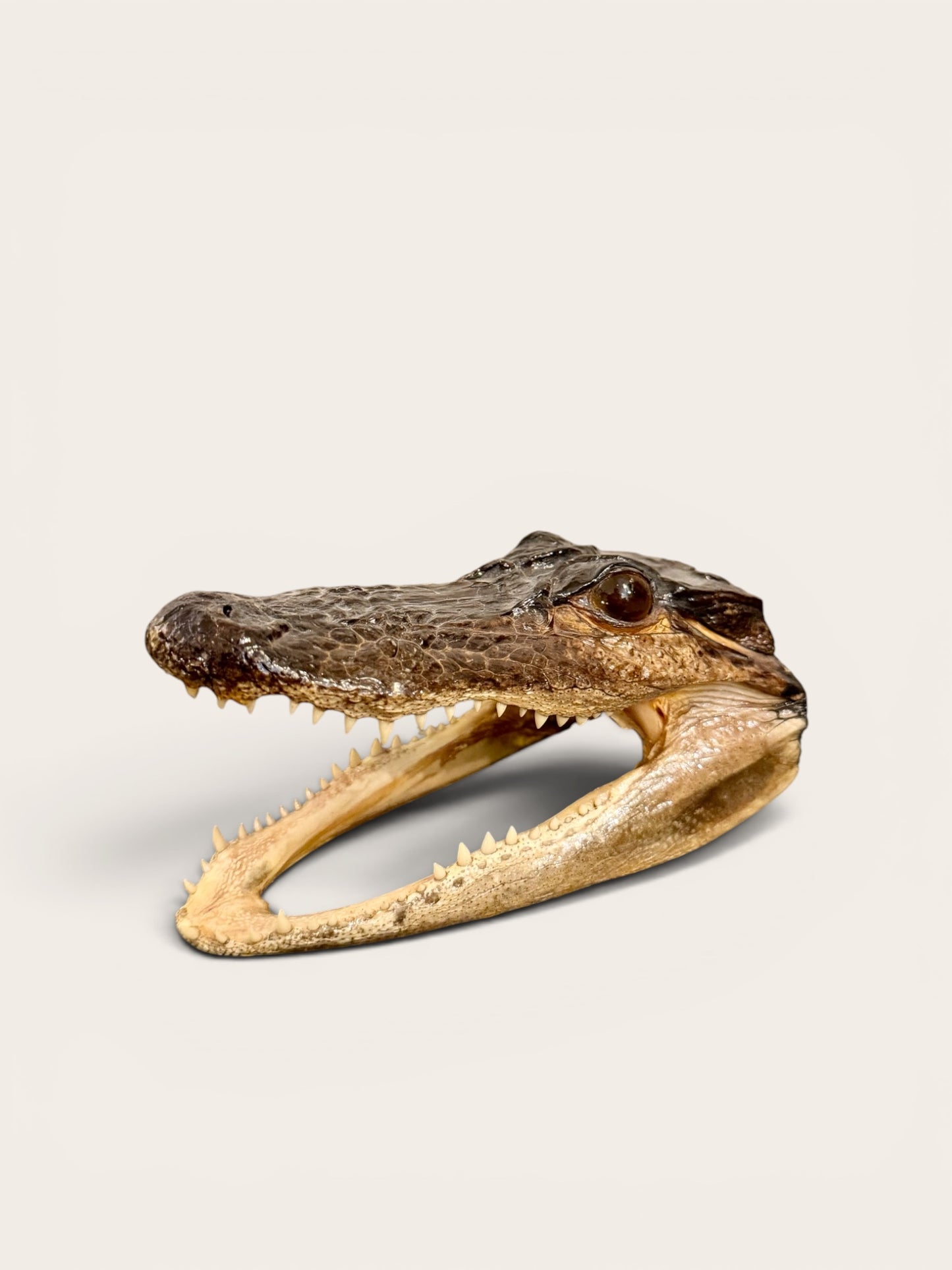 Vintage Juvenile Alligator Head