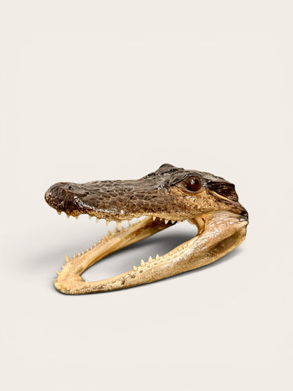 Vintage Juvenile Alligator Head