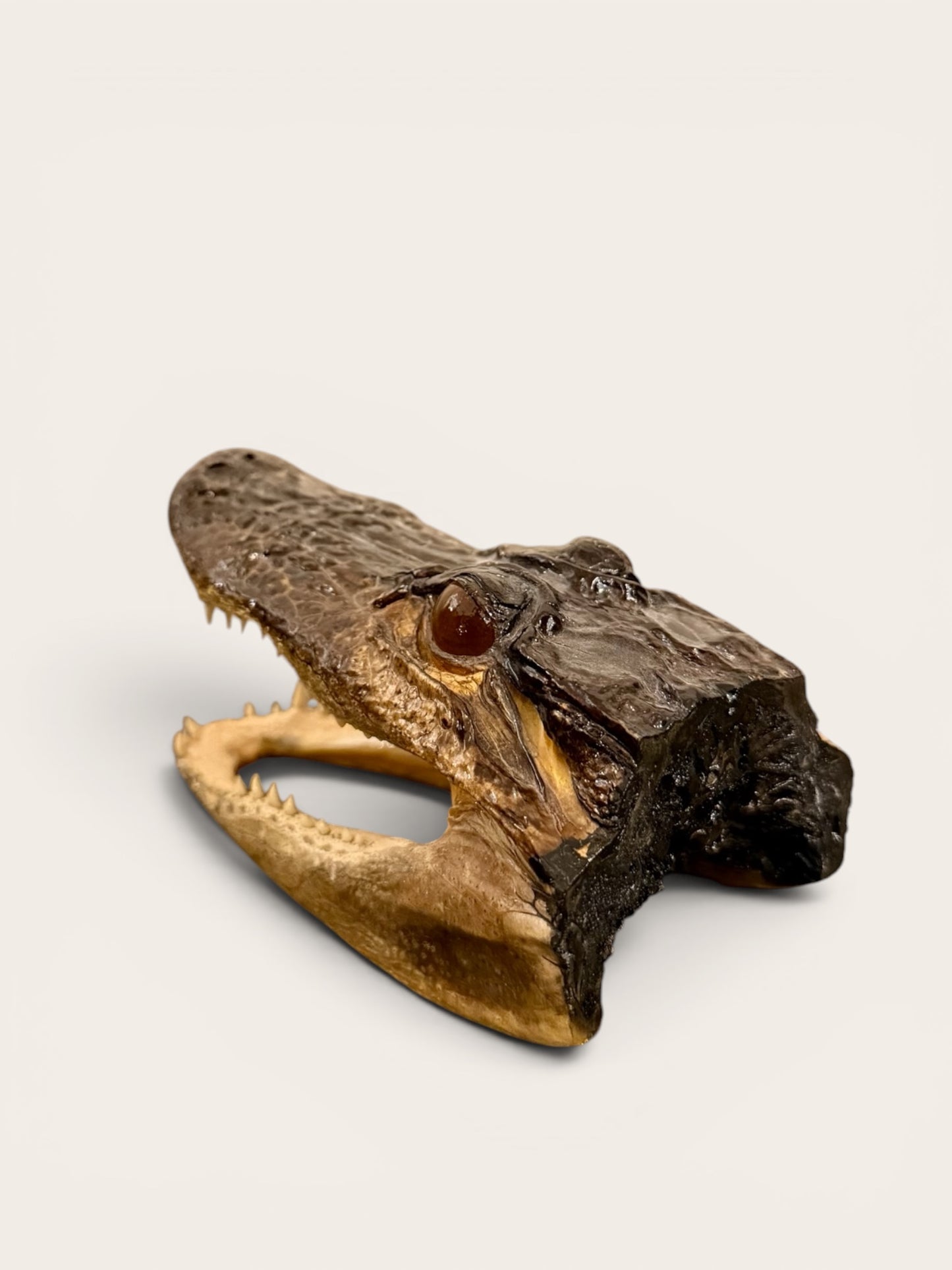 Vintage Juvenile Alligator Head