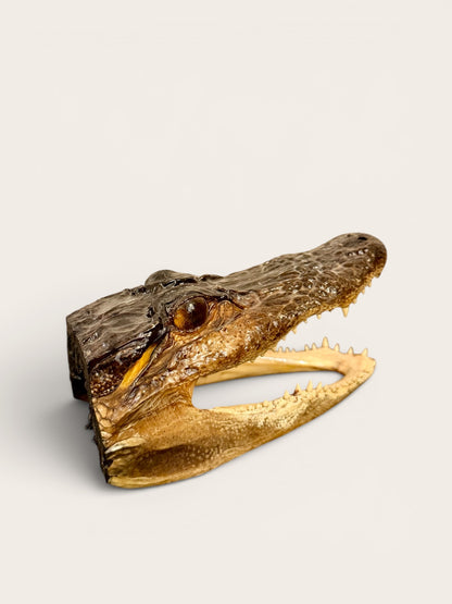 Vintage Juvenile Alligator Head