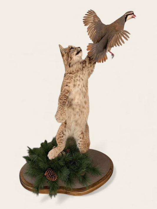 Rare and Unique Mounted Taxidermy Bobcat Catching a Chukar (51” Tall)