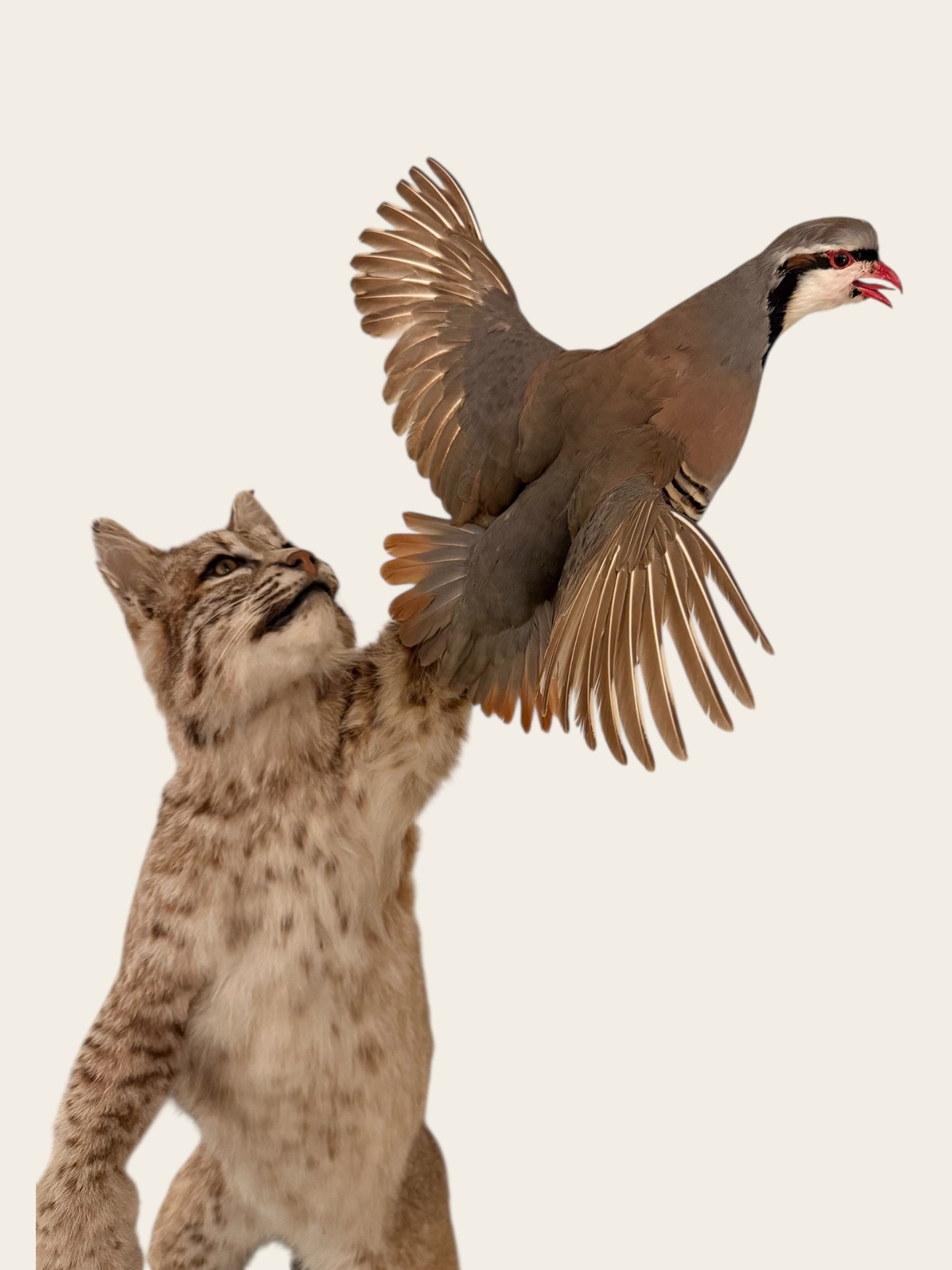 Rare and Unique Mounted Taxidermy Bobcat Catching a Chukar (51” Tall)