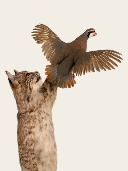 Rare and Unique Mounted Taxidermy Bobcat Catching a Chukar (51” Tall)