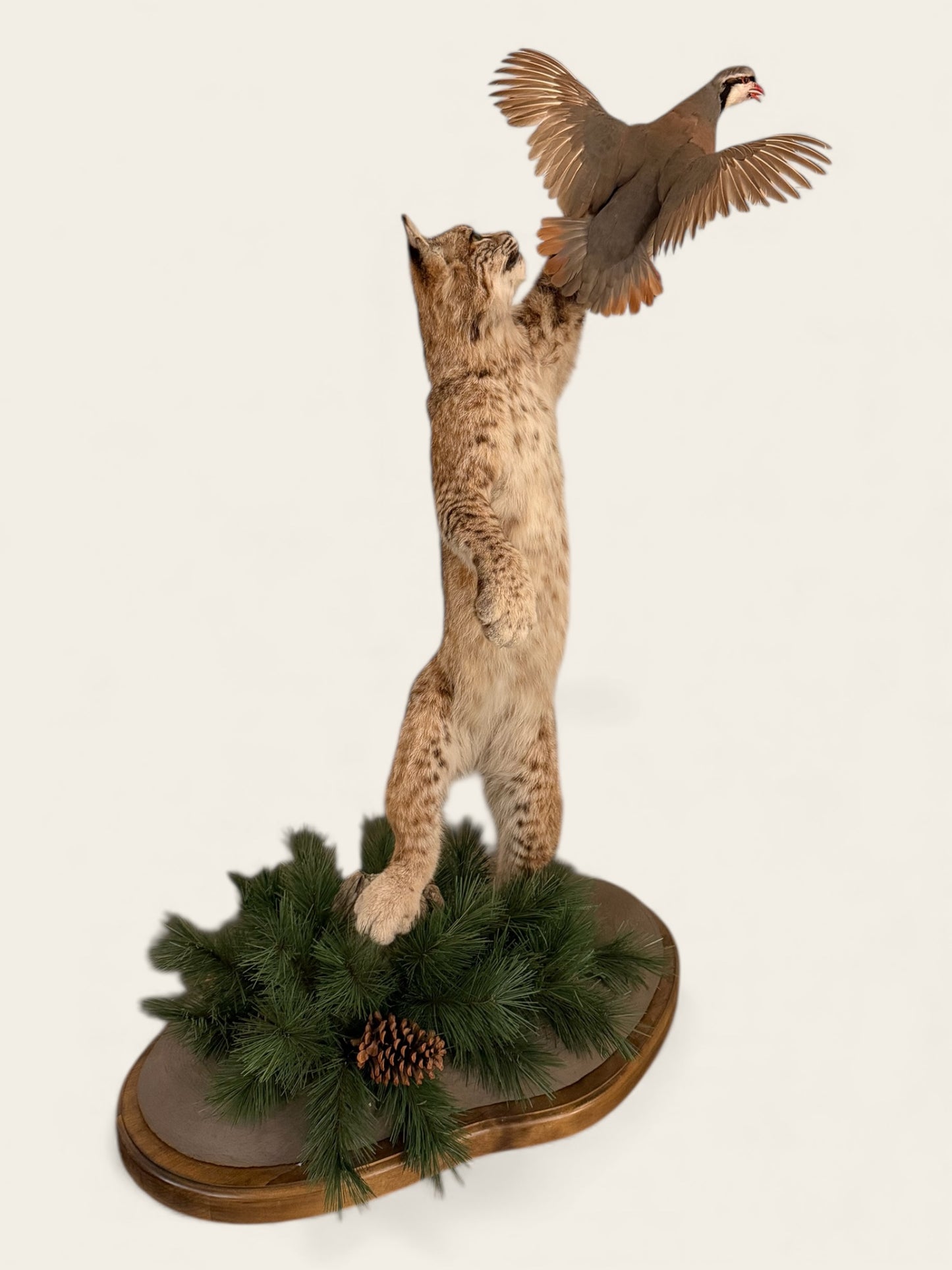 Rare and Unique Mounted Taxidermy Bobcat Catching a Chukar (51” Tall)