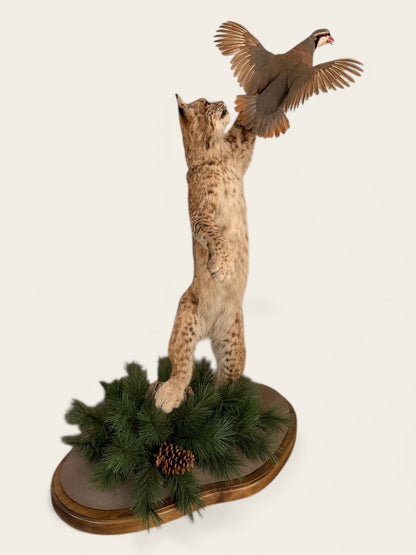 Rare and Unique Mounted Taxidermy Bobcat Catching a Chukar (51” Tall)