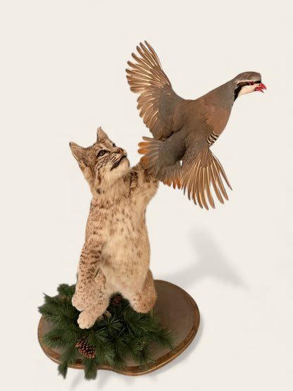 Rare and Unique Mounted Taxidermy Bobcat Catching a Chukar (51” Tall)