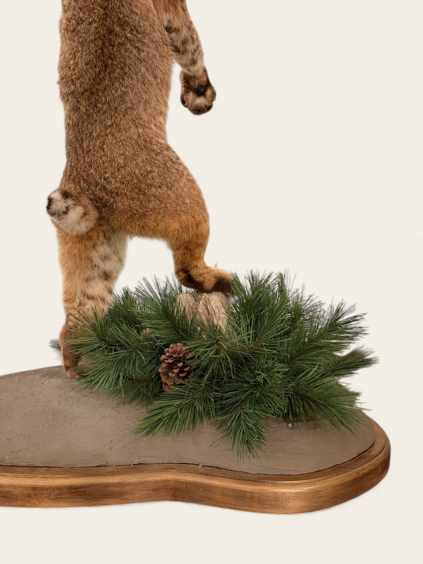Rare and Unique Mounted Taxidermy Bobcat Catching a Chukar (51” Tall)