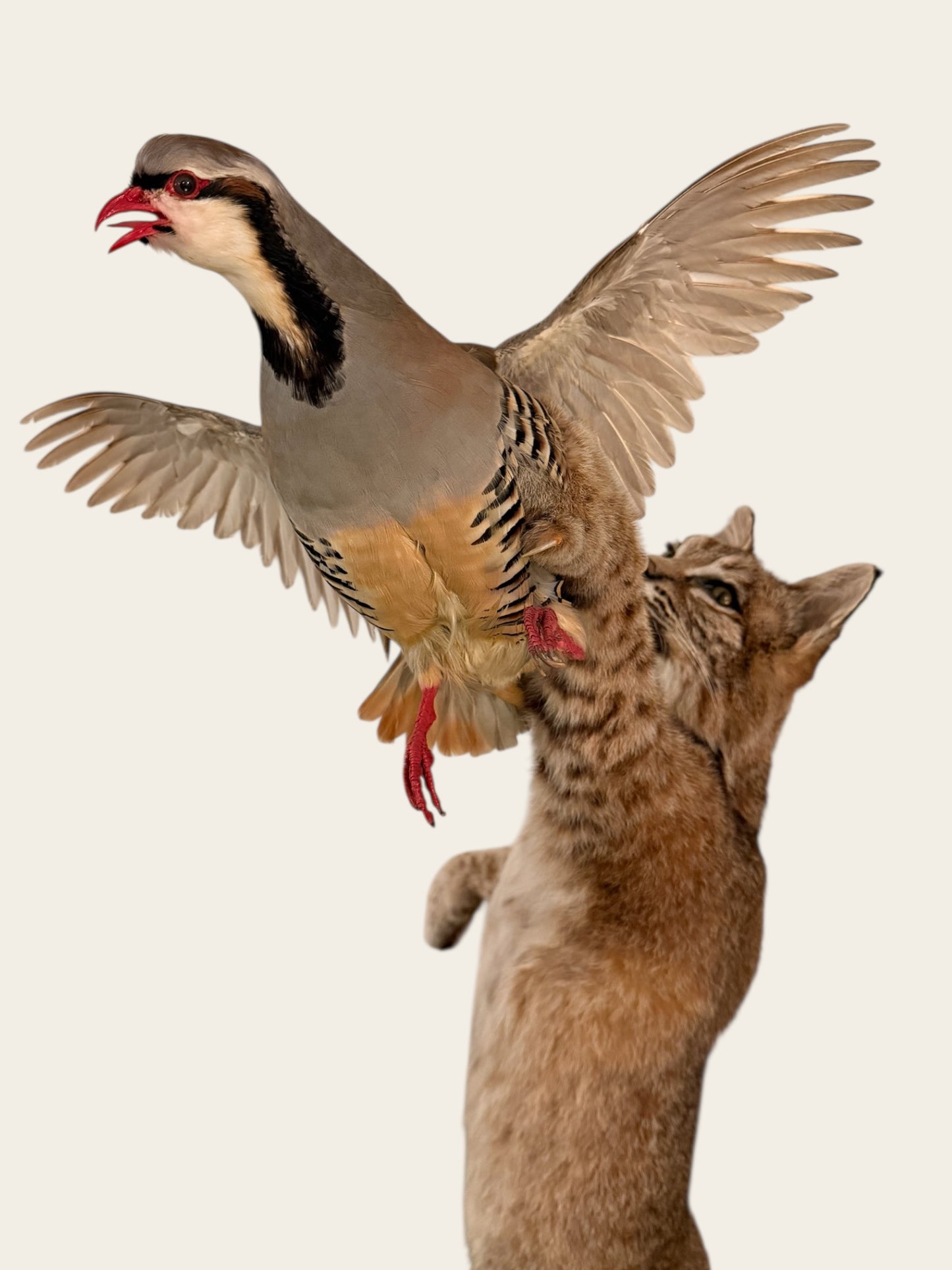 Rare and Unique Mounted Taxidermy Bobcat Catching a Chukar (51” Tall)