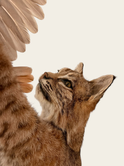 Rare and Unique Mounted Taxidermy Bobcat Catching a Chukar (51” Tall)