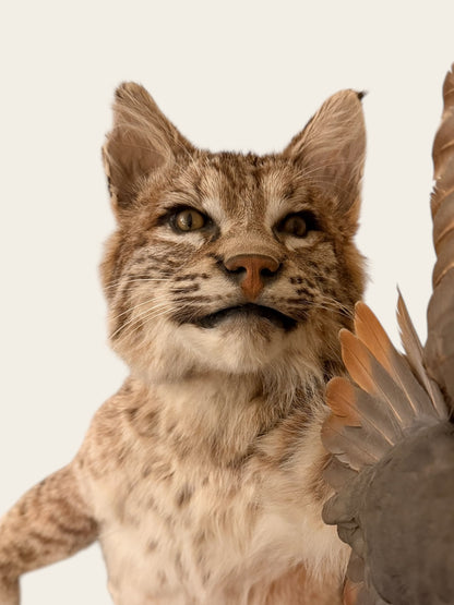 Rare and Unique Mounted Taxidermy Bobcat Catching a Chukar (51” Tall)
