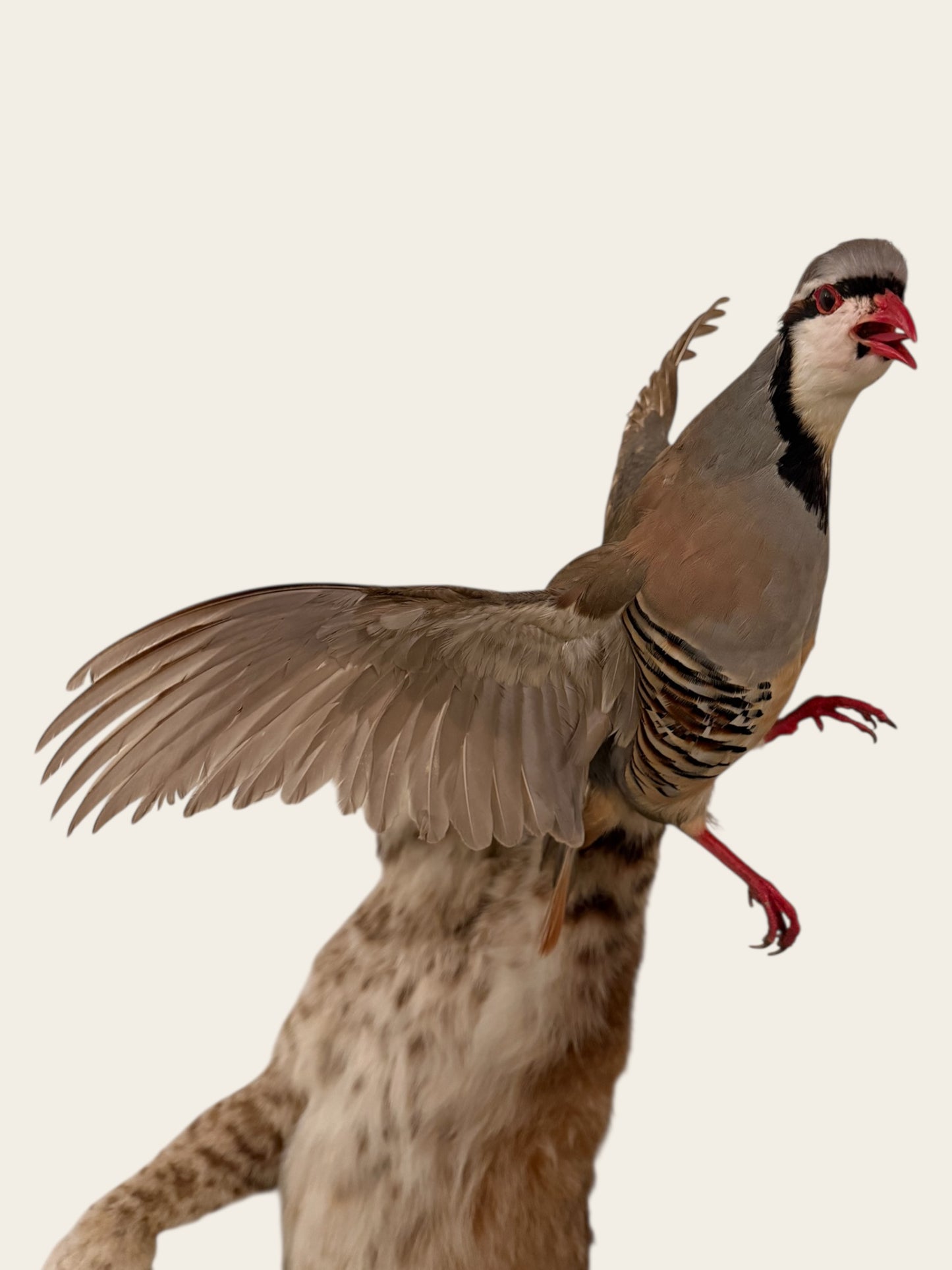 Rare and Unique Mounted Taxidermy Bobcat Catching a Chukar (51” Tall)